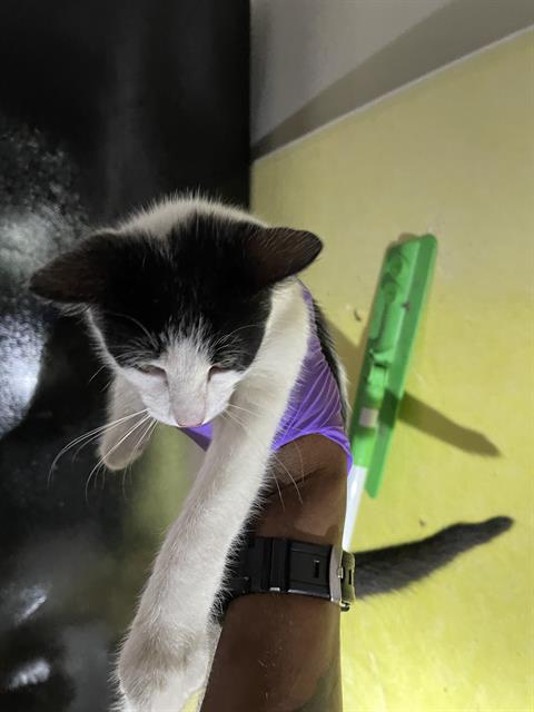 adoptable Cat in Palmetto, FL named A130926