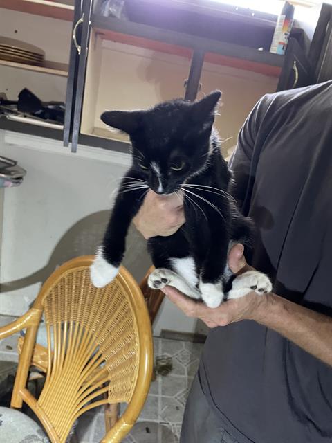 adoptable Cat in Palmetto, FL named A130929