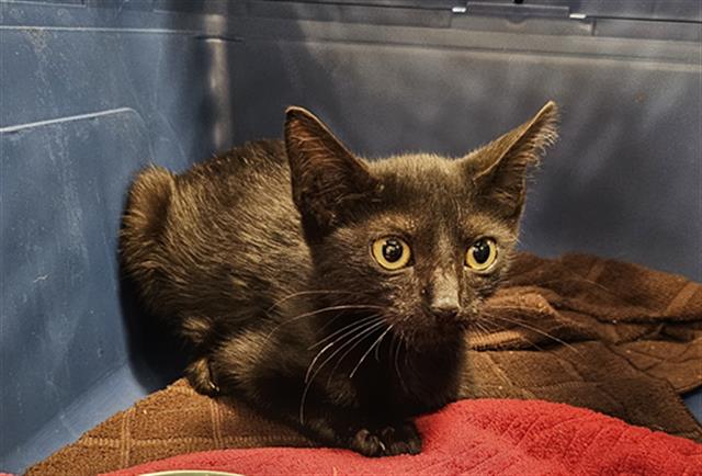adoptable Cat in Palmetto, FL named A130936