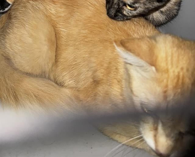 adoptable Cat in Palmetto, FL named A130909