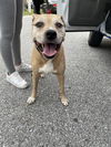 adoptable Dog in  named SAM