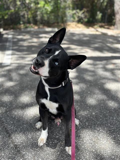 adoptable Dog in Palmetto, FL named AANG