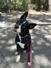 adoptable Dog in  named AANG