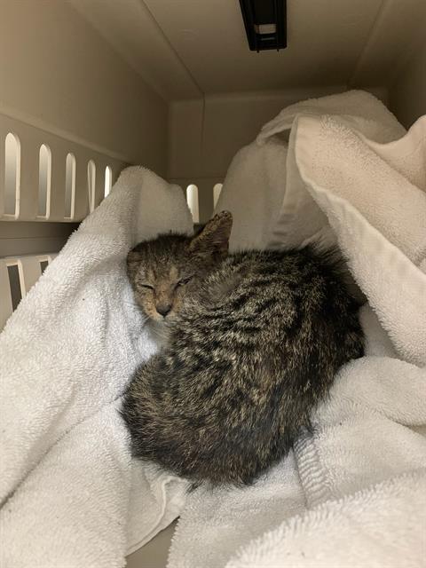 adoptable Cat in Palmetto, FL named WENDELL