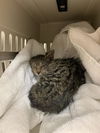 adoptable Cat in  named A130731