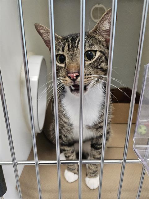 adoptable Cat in Palmetto, FL named THOMAS