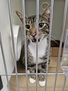 adoptable Cat in  named THOMAS