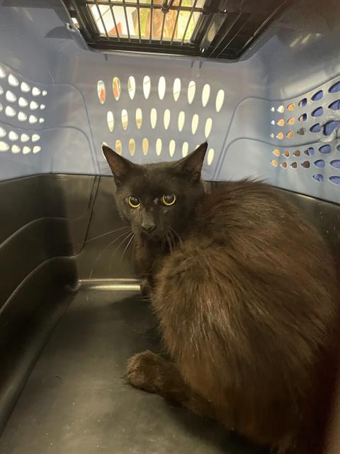 adoptable Cat in Palmetto, FL named SAMUEL