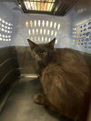 adoptable Cat in  named A131169