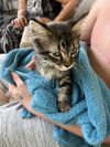 adoptable Cat in  named A131186
