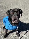 SAMSON - Photo 1
