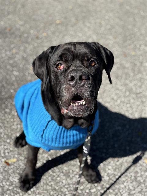 SAMSON
