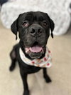 SAMSON - Photo 1