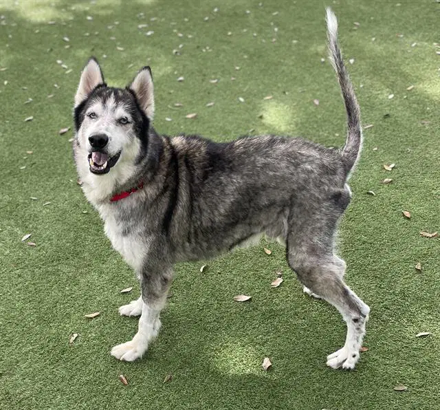 Hershel - Siberian Husky