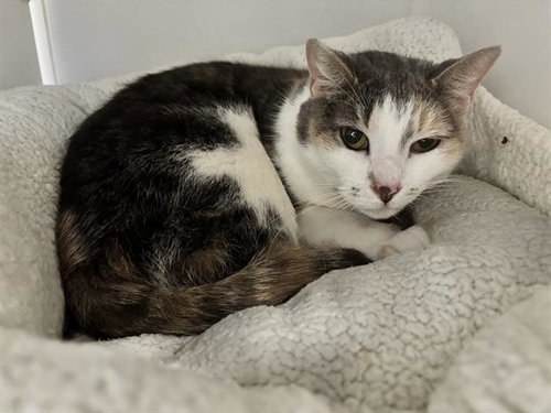 picture of the cat needing adoption