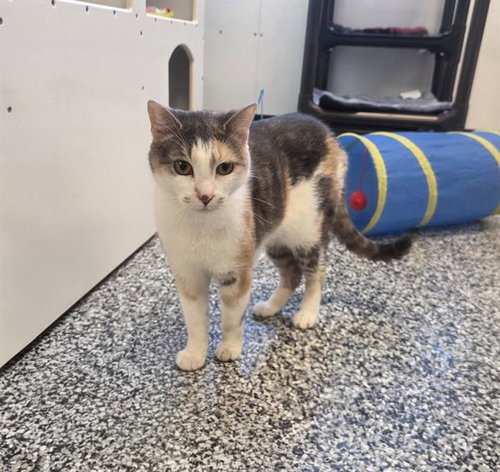 CALLIE, an adoptable Domestic Short Hair in Palmetto, FL