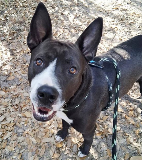 picture of the dog needing adoption
