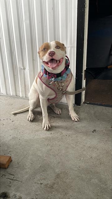 Chula