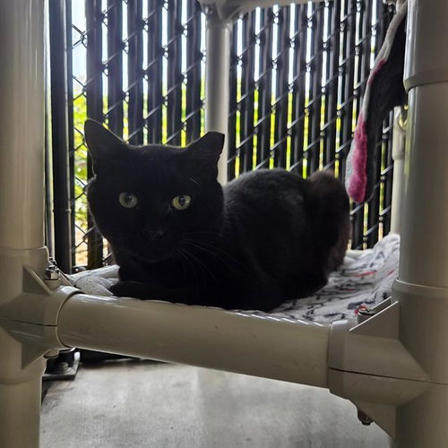 CHASE, Adult Domestic Short Hair (medium coat), cat for adoption in Largo, Florida