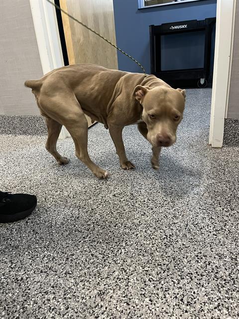 picture of the dog needing adoption
