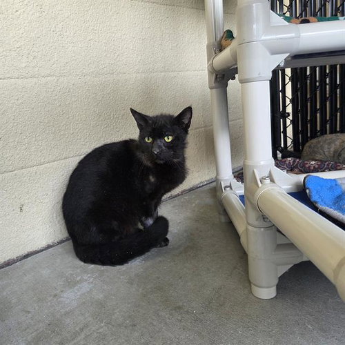 REMUS, an adoptable Domestic Short Hair in Palmetto, FL