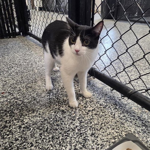 PETER PARKER, an adoptable Domestic Short Hair in Palmetto, FL