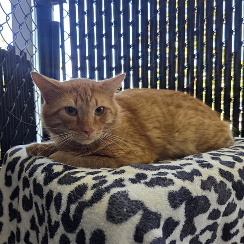 MARS, an adoptable Domestic Short Hair in Palmetto, FL
