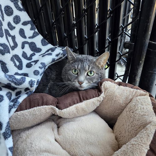 CYRUS, an adoptable Domestic Short Hair in Palmetto, FL