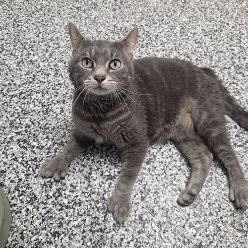CYRUS, Adult Domestic Short Hair (medium coat), cat for adoption in Largo, Florida