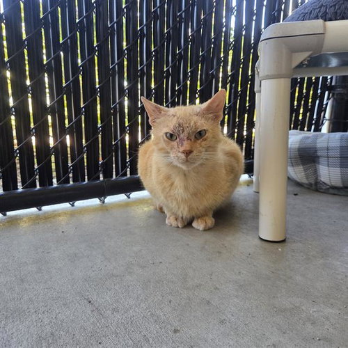 picture of the cat needing adoption