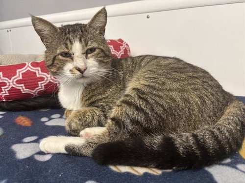 picture of the cat needing adoption