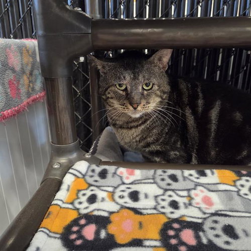 BUOY, an adoptable Domestic Short Hair in Palmetto, FL