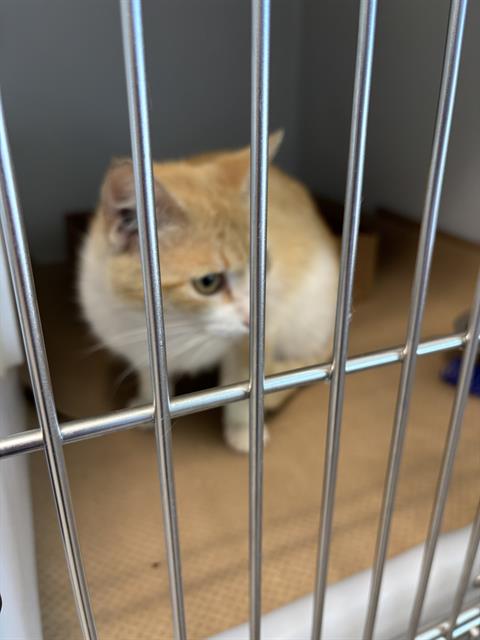 picture of the cat needing adoption