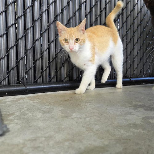 YOSHI, an adoptable Domestic Short Hair in Palmetto, FL