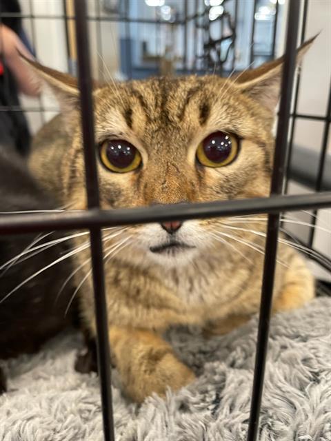 picture of the cat needing adoption