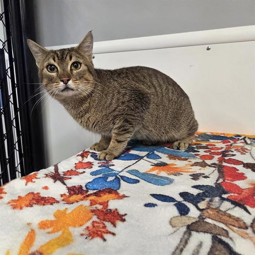 BUGLE, an adoptable Domestic Short Hair in Palmetto, FL