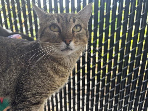 BUGLE, Adult Domestic Short Hair (medium coat), cat for adoption in Largo, Florida