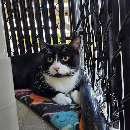 RUFFLES, an adoptable Domestic Short Hair in Palmetto, FL