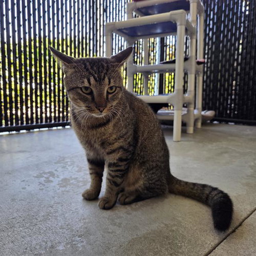 TOSTITO, an adoptable Domestic Short Hair in Palmetto, FL
