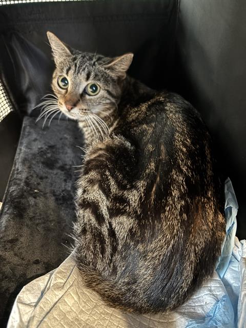 picture of the cat needing adoption