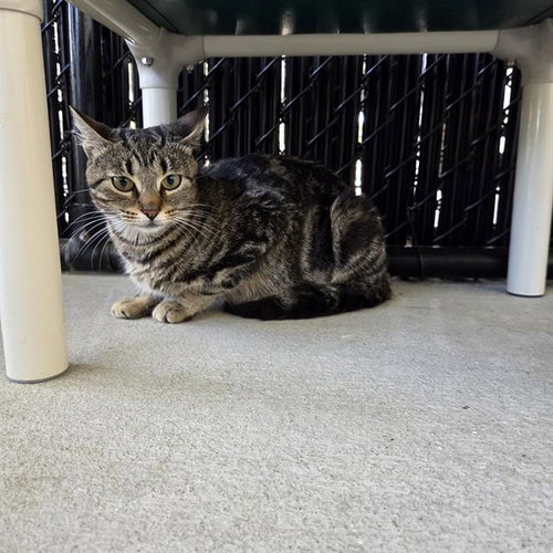 picture of the cat needing adoption