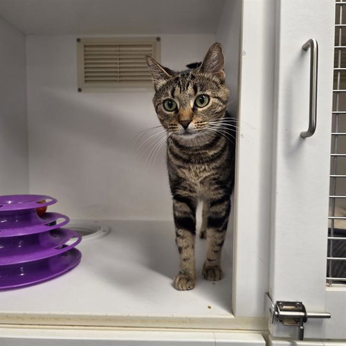 KENA, Adult Domestic Short Hair (medium coat), cat for adoption in Largo, Florida
