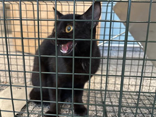 picture of the cat needing adoption