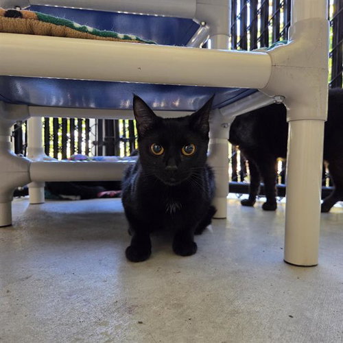 TASH, an adoptable Domestic Short Hair in Palmetto, FL