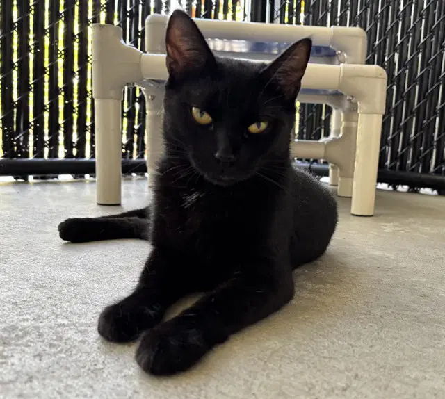 Tash - Domestic Short Hair