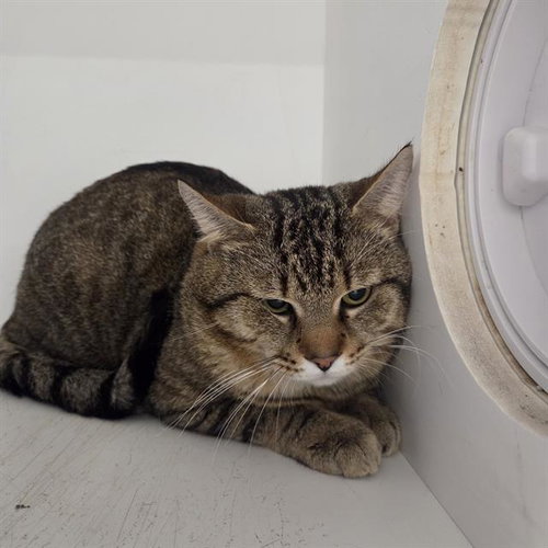 CEASAR, an adoptable Domestic Medium Hair in Palmetto, FL
