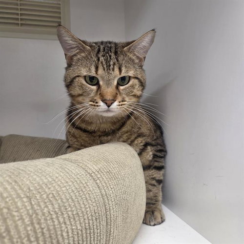 CEASAR, Adult Domestic Medium Hair (medium coat), cat for adoption in Largo, Florida