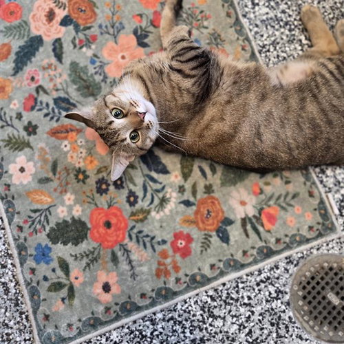 CEASAR, an adoptable Domestic Medium Hair in Palmetto, FL