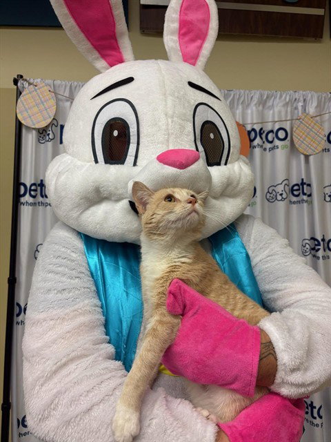 OZEE, an adoptable Domestic Short Hair in Palmetto, FL