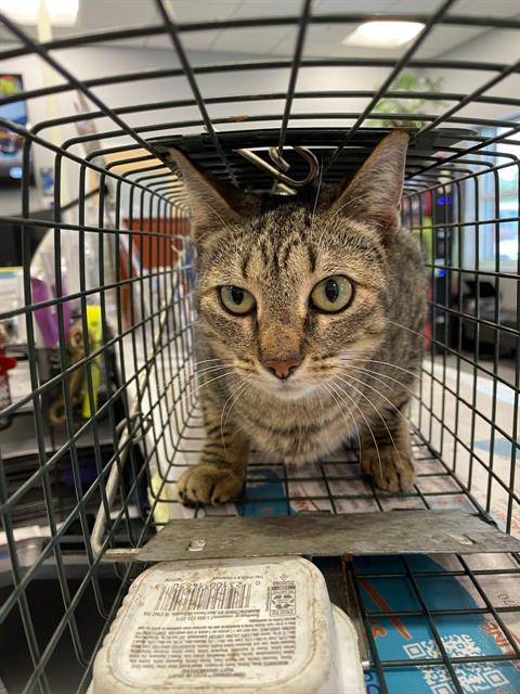 JEMMA, an adoptable Domestic Short Hair in Palmetto, FL